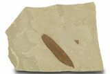 Fossil Leaf (Caesalpinia) - Green River Formation, Utah #334308-1